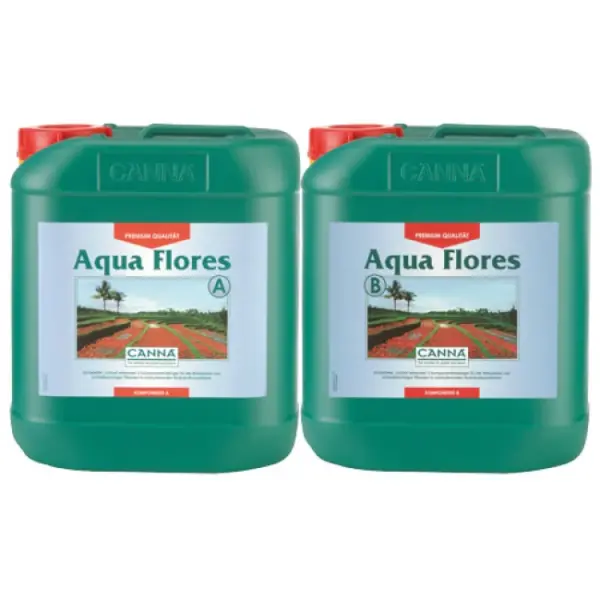 canna aqua flores a und b 1.png